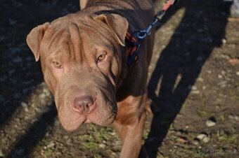 American bully XL / sharpei