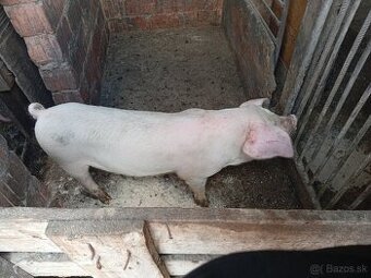 Na predaj odštavčata30kg