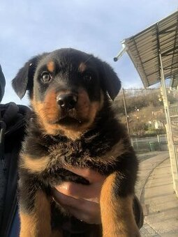 Rotvajler Rottweiler