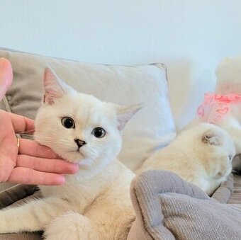 Škótske mačiatka s PP/F.TICA 1