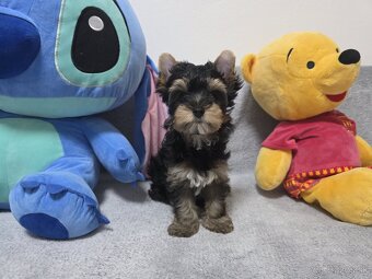 Yorkshirsky terier, York, biewer - 1