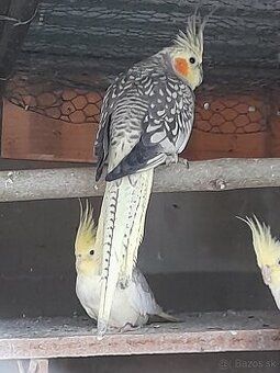 Predam korely a andulky