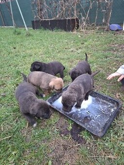 Šteniatka Cane corso