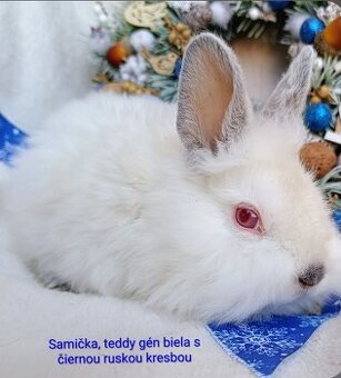 Zakrslý králik teddy gén s VP - samička