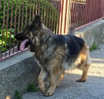 DarujemNemecký ovčiak fenka.