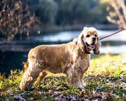 Prenajmite si byt/dom