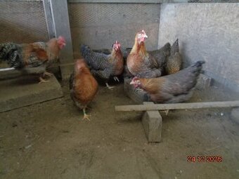 Násadové vajcia-Bielefeldka rodofarebná