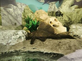 Prisavnik Gibbiceps velkoplutvy
