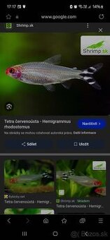 Tetra Cervenousta
