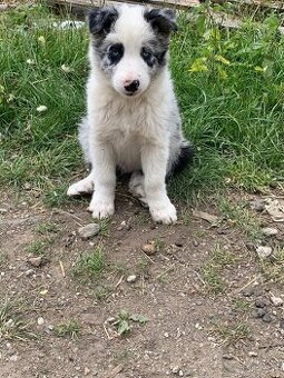 Border kólia blue merle