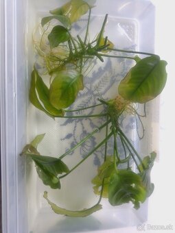 anubias