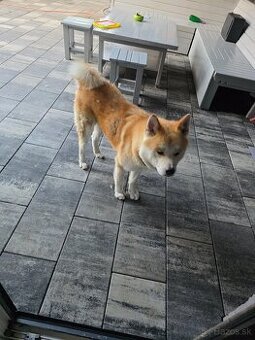Darujem akita inú