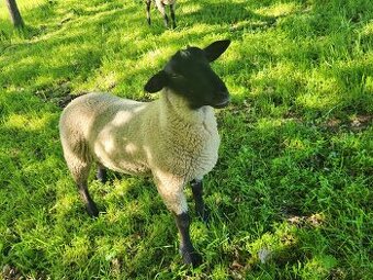 Jahňatá Suffolk