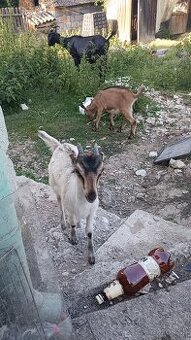 Ponúkame na predaj mladú kozičku