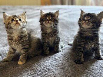 Mačiatka Maine coon