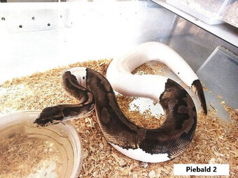 Python regius na Akvatera Košice 2.11.