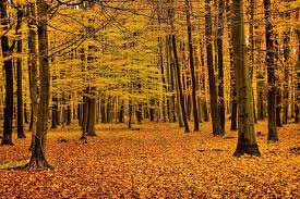 Predaj spoluvlastníckych podielov na lese 🌲🌿