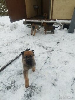 Fenky Nem ovciaka(KROS)