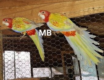 Rozely pastel opalin a goldmantel