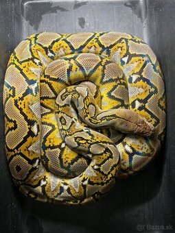 Python reticulatus