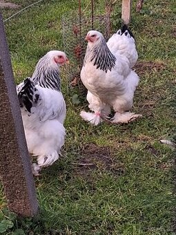 Násadove vajcia brahmanka veľká biela kolumbia