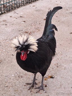 Predám kohúta Holanďanky