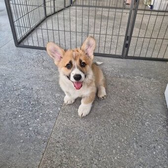 Welsh Corgi Pembroke