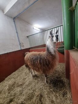 Lama