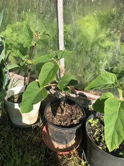 Predám sadenice Paulownia Tomentosa