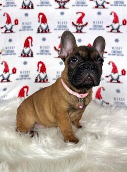 Francúzsky buldoček s PP - sučka BAMBI 🌸