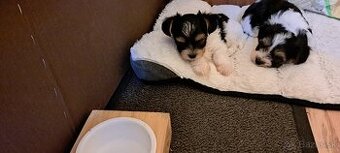 Yorkshire terier biewer mini