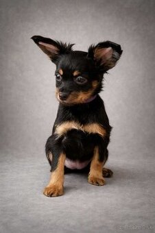 Ruský toy s PP - dlouhosrstý