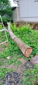 Orech drevo - 1