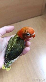 Predám agapornisa na ručné dokrmenie