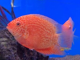 Heros severum red spoted 7-12 cm