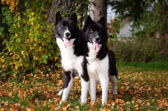 Šteniatka sibírsky husky /Kanadský eskimacky pes s PP -