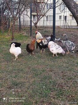 Araucana NV