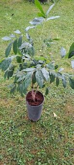 Longan-Dimocarpus longan Champoo