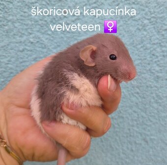 Dumbo potkaniky