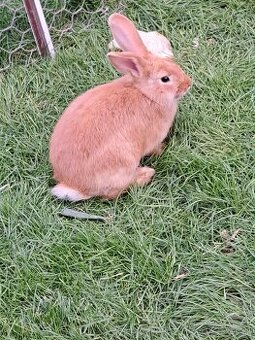 Predám  burgundských krälikov