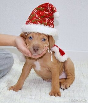 Louisianský leopardí pes, Catahoula s PP