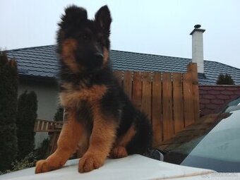 Stena nemeckého ovčiaka - 1