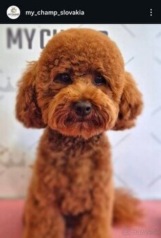 Salón pre psov, strihanie psov Bratislava