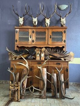 Jelenie parožie a trofeje