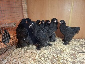 Araukány, Ayam cemani,  Brahmanky, Hodvábničky