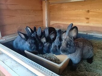 Predám mladé králiky