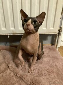 Sphynx Kocur bez pp