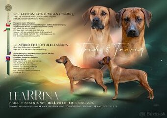 Rhodesian Ridgeback šteniatka s PP