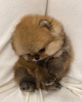 Pomeranian mini