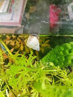 Slimák Filopaludina martensi White